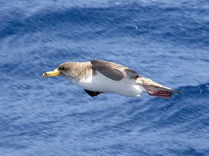 Cory's Shearwater - Calonectris (diomedea) borealis © John Muddeman